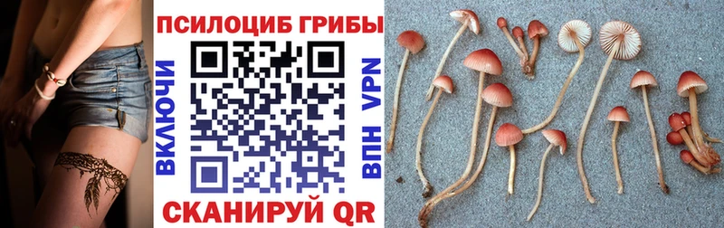 Псилоцибиновые грибы Psilocybine cubensis  Купить  Краснокаменск 
